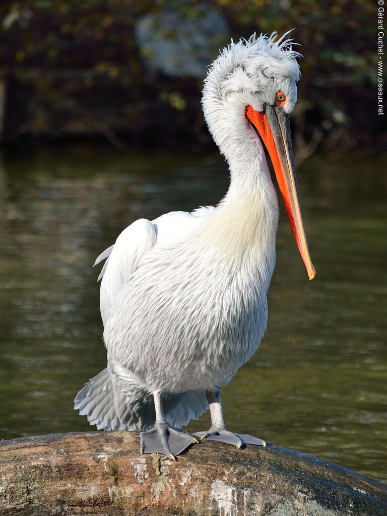 Dalmatian Pelicanadult, identification