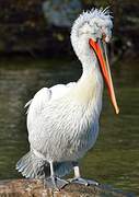 Dalmatian Pelican