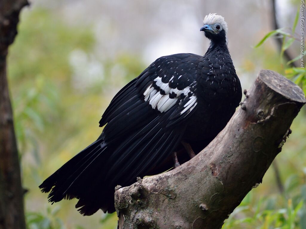 Blue-throated Piping Guan