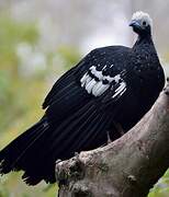 Blue-throated Piping Guan