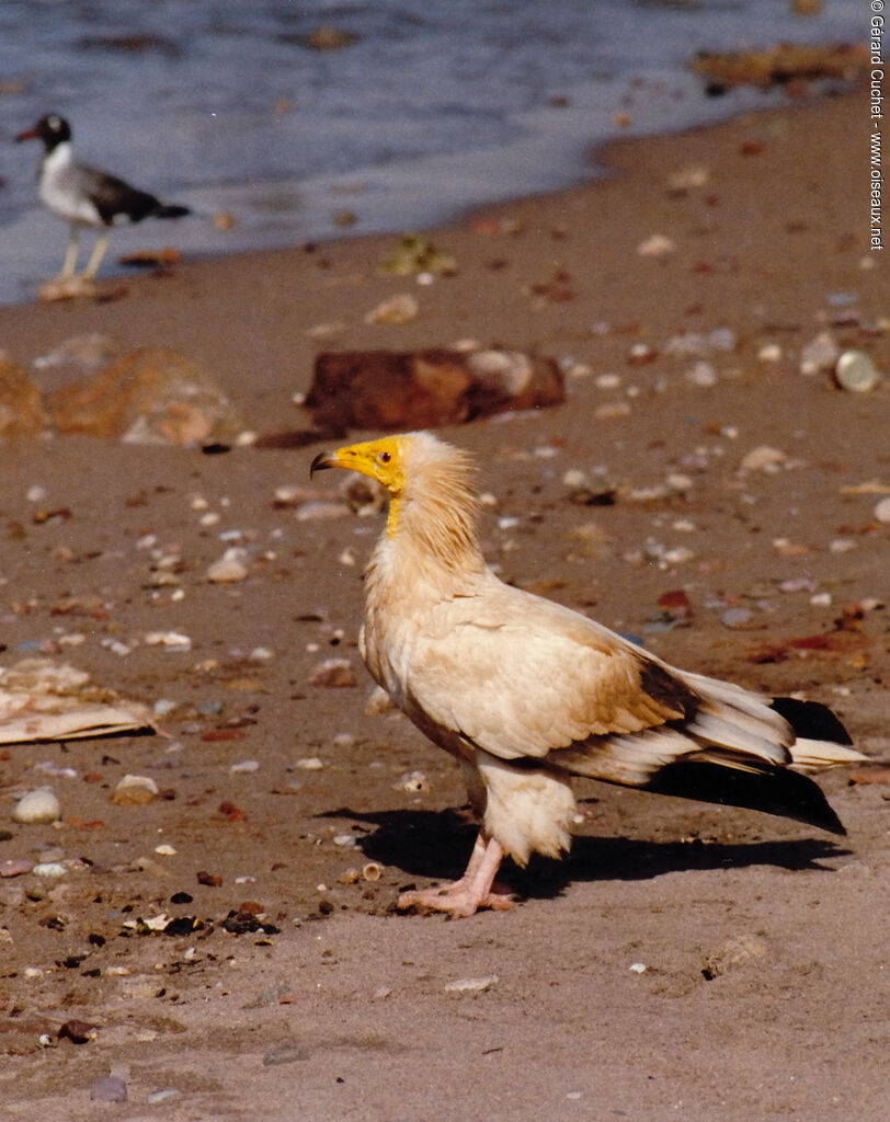 Egyptian Vulture