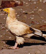 Egyptian Vulture