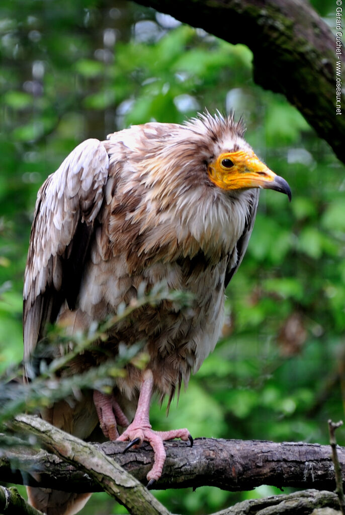 Egyptian Vulture