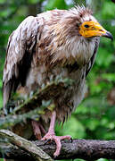 Egyptian Vulture