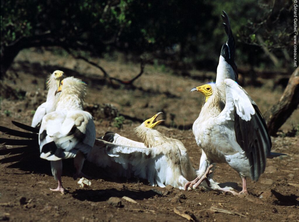 Egyptian Vulture