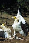 Egyptian Vulture