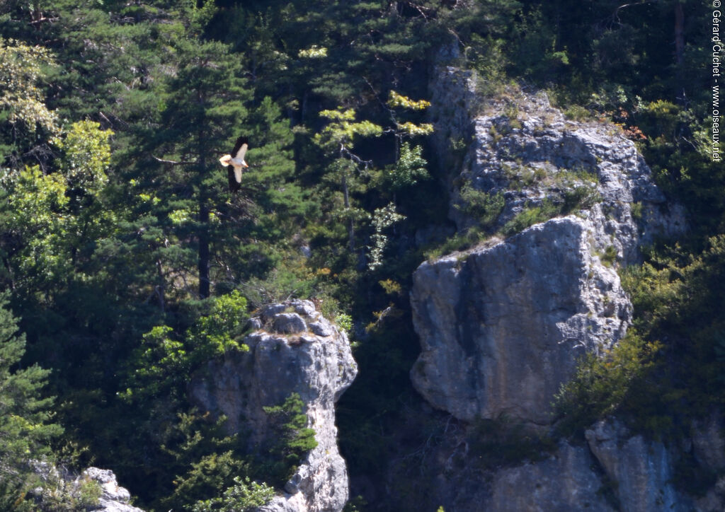 Egyptian Vulture, habitat, Flight