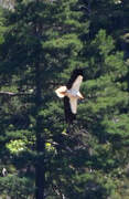 Egyptian Vulture