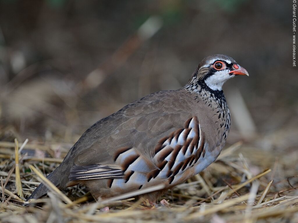 Red-legged Partridge