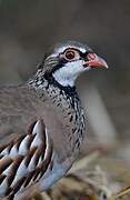 Red-legged Partridge