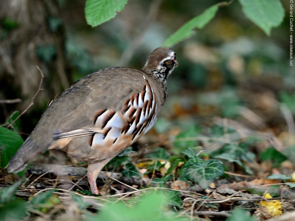 Red-legged Partridge