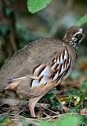 Red-legged Partridge