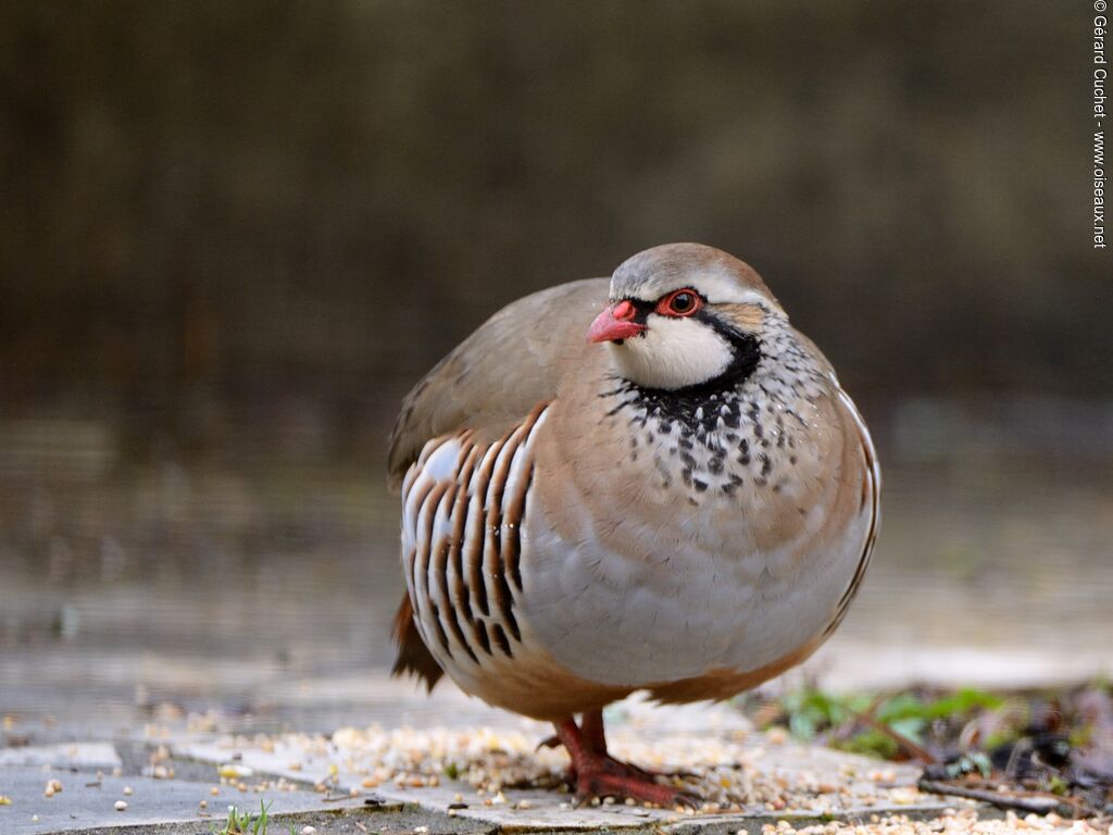 Red-legged Partridge