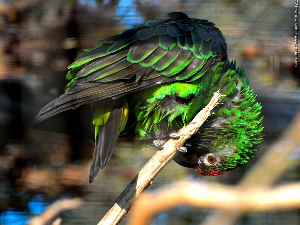 Red-fronted Parrot