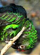 Red-fronted Parrot