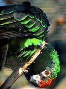 Red-fronted Parrot