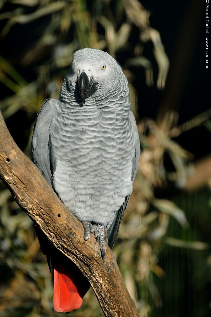 Grey Parrot