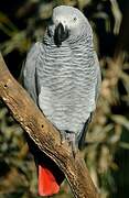 Grey Parrot