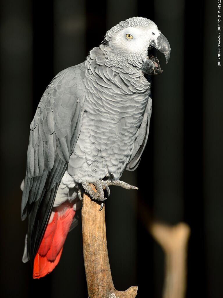 Grey Parrot