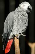 Grey Parrot