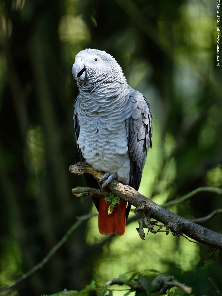 Grey Parrot