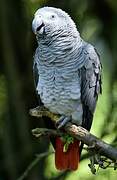 Grey Parrot