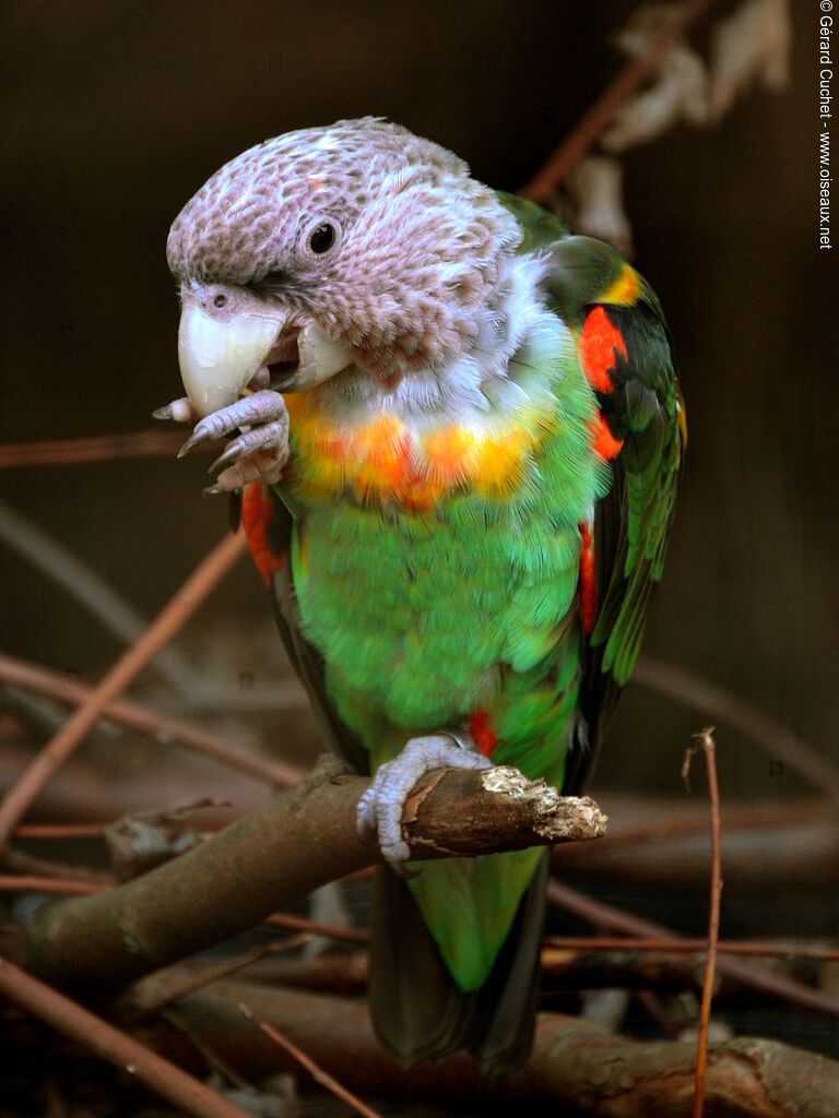 Cape Parrot