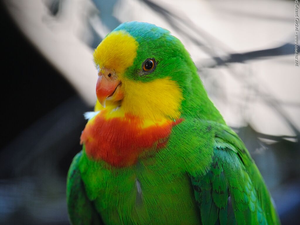 Perruche de Barraband mâle adulte, portrait