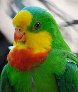 Superb Parrot