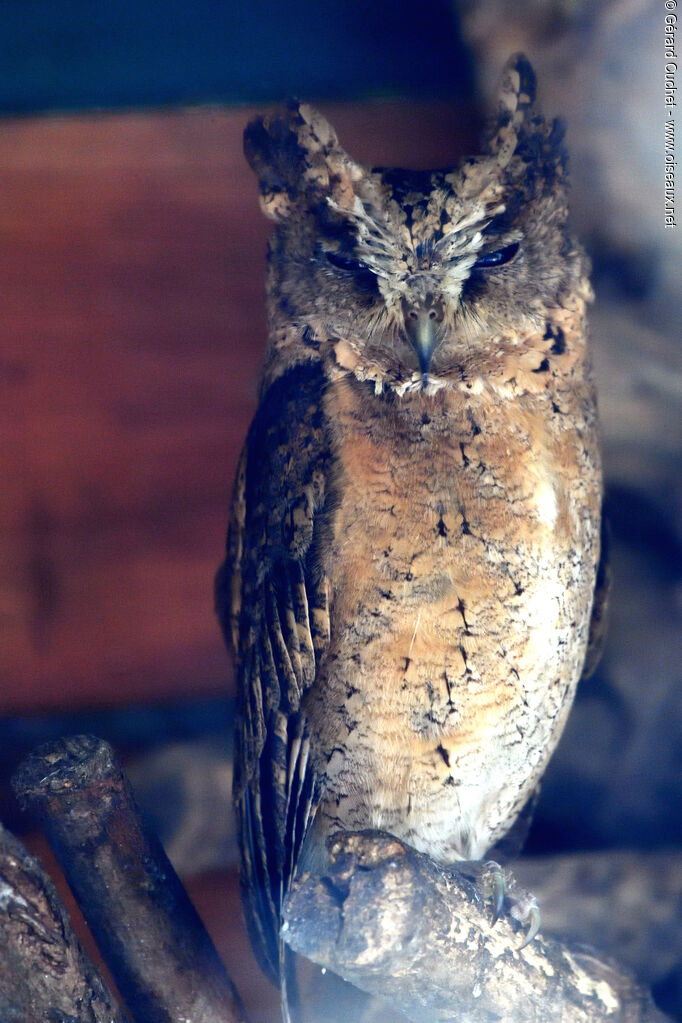 Collared Scops Owl