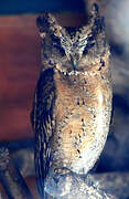 Collared Scops Owl