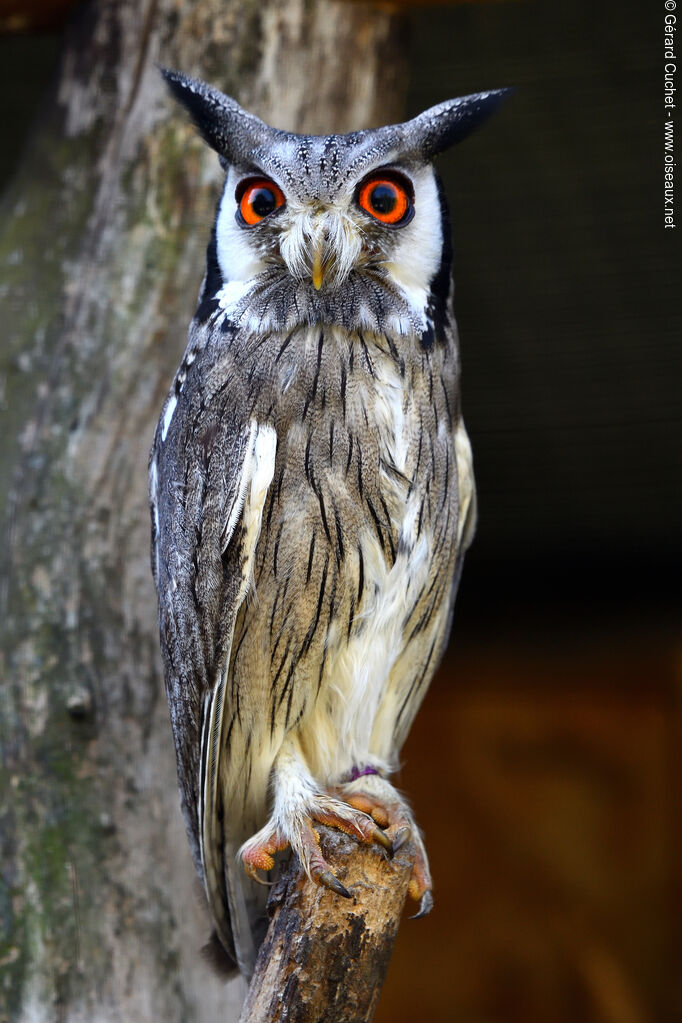 Northern White-faced Owl, close-up portrait