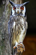 Northern White-faced Owl