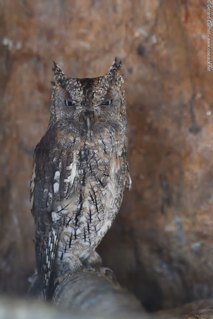 Petit-duc scops, identification, camouflage