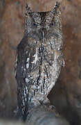 Eurasian Scops Owl