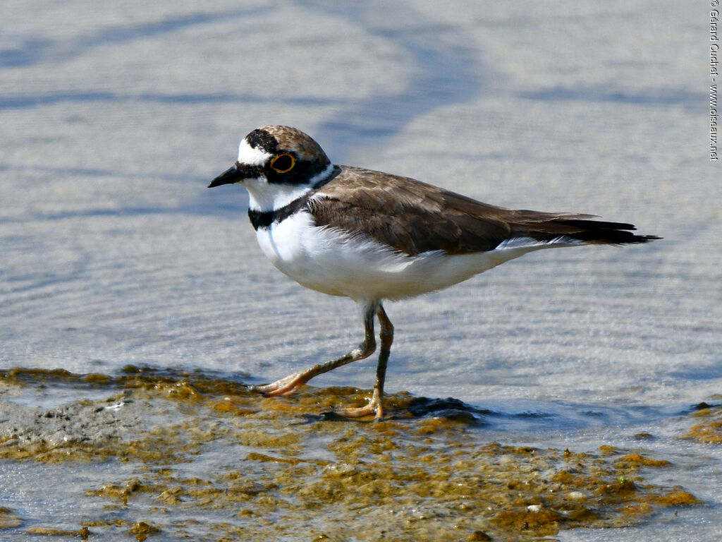 Little Ringed Plover, close-up portrait, pigmentation