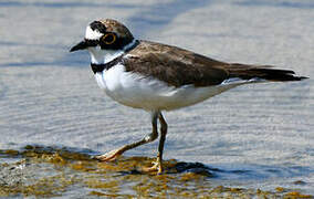 Little Ringed Plover