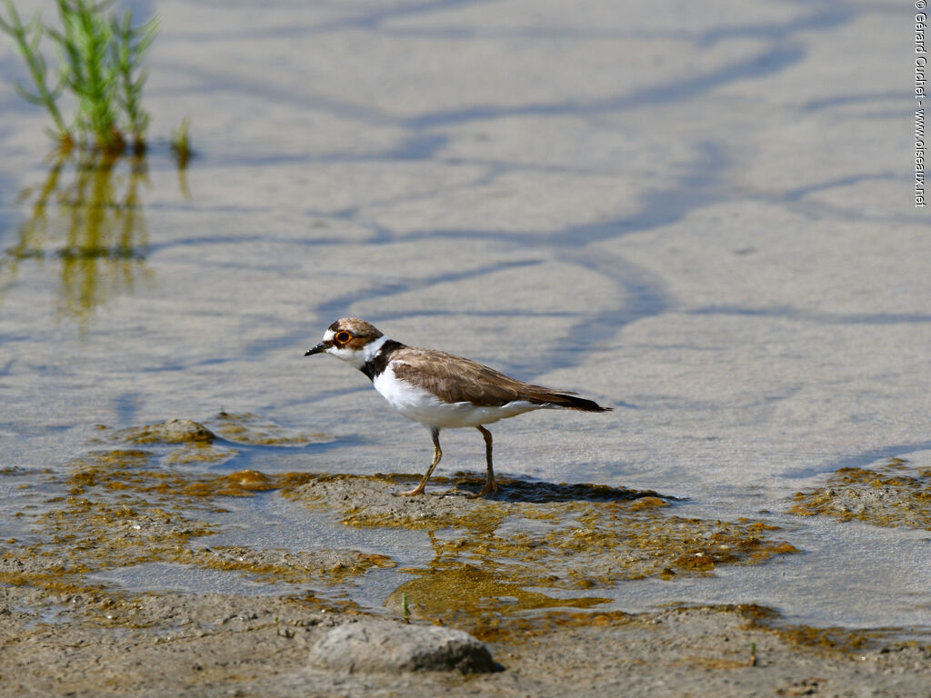 Little Ringed Plover, habitat