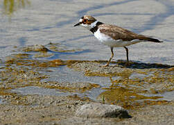 Little Ringed Plover