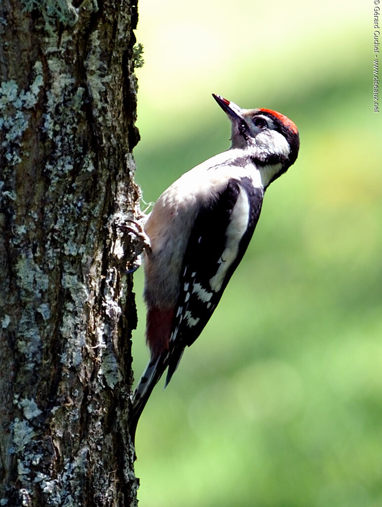 Great Spotted Woodpecker