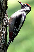 Great Spotted Woodpecker