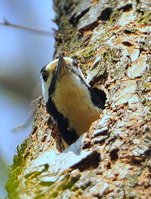 Great Spotted Woodpecker