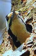 Great Spotted Woodpecker