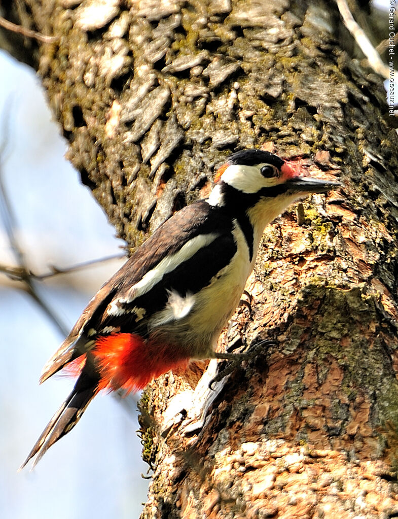 Great Spotted Woodpecker