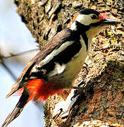 Great Spotted Woodpecker