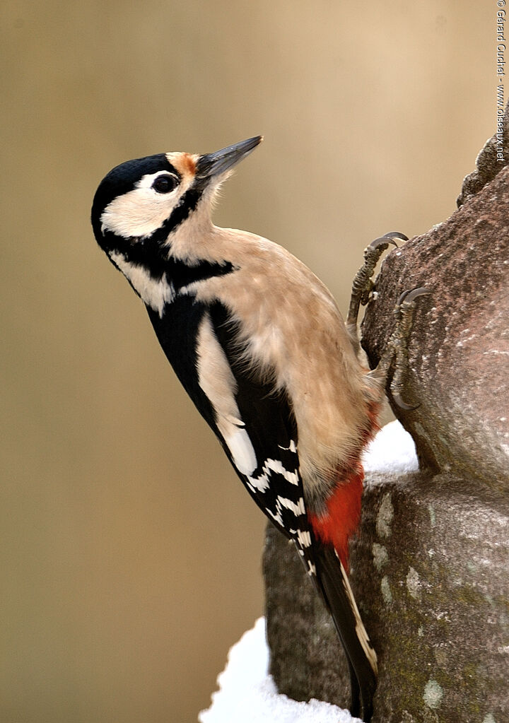 Great Spotted Woodpecker