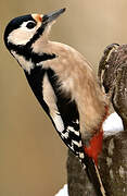 Great Spotted Woodpecker