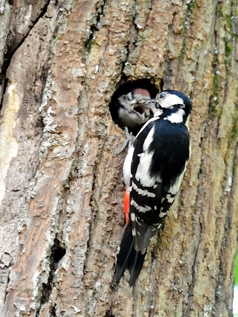 Great Spotted Woodpecker