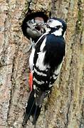 Great Spotted Woodpecker