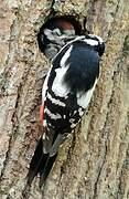 Great Spotted Woodpecker